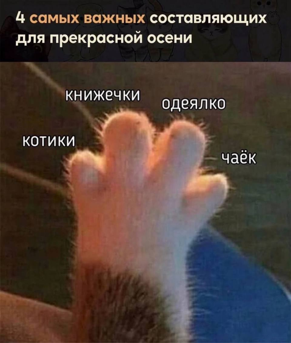 *Четыре самых важных составляющих для прекрасной осени*
1. Котики
2. Книжечки (чтение)
3. Одеялко
4. Чаёк
