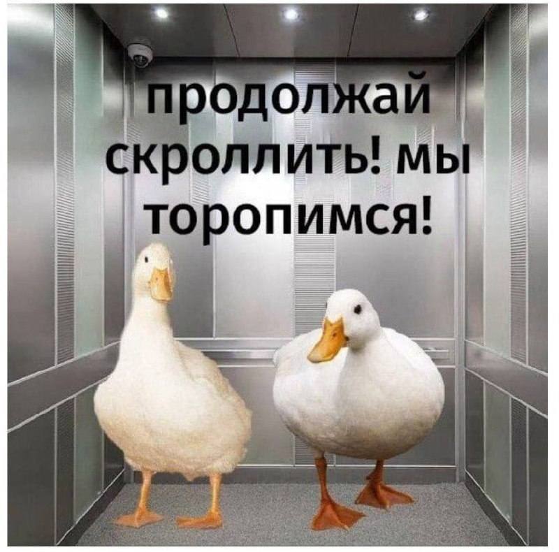 *Продолжай скролить! Мы торопимся на верх!*