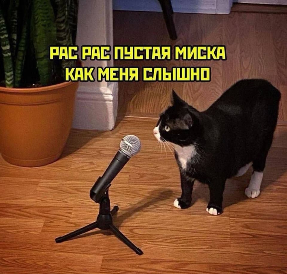 Кот:
– Пустая миска, как слышно, как слышно?