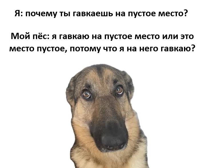 Я: почему ты гавкаешь на пустое место?
Мой пёс: я гавкаю на пустое место или это место пустое, потому что я на него гавкаю?