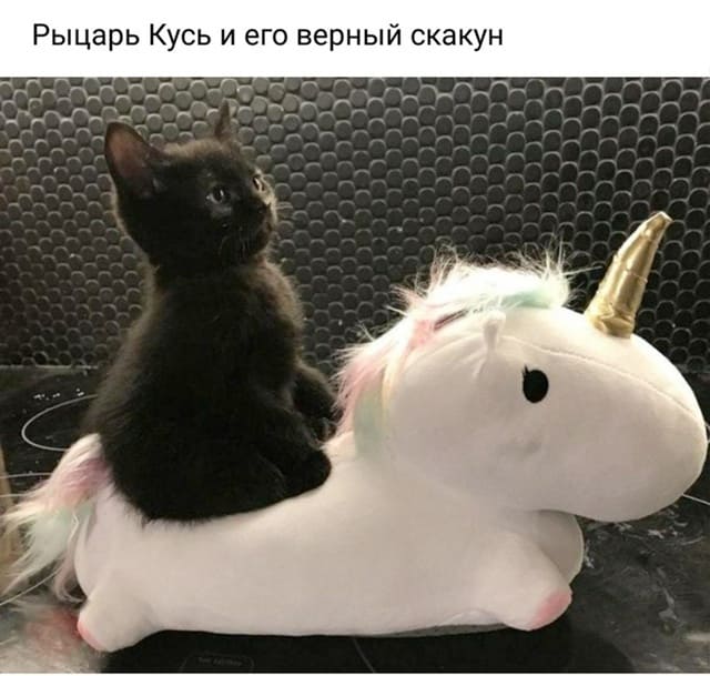 *Рыцарь Кусь и его верный скакун*