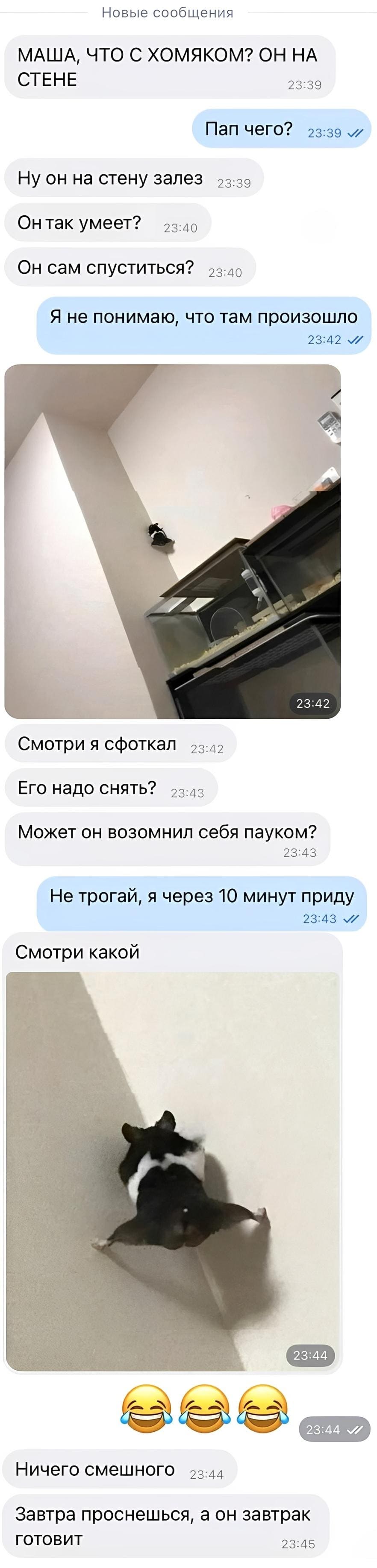 – МАША, ЧТО С ХОМЯКОМ? ОН НА СТЕНЕ!
– Пап чего?
– Ну он на стену залез. Он так умеет? Он сам спустится?
– Я не понимаю, что там произошло.
– Смотри я сфоткал. Может он возомнил себя пауком? Его надо снять?
– Не трогай. я через 10 минут приду.
– Смотри какой. Ничего смешного. Завтра проснёшься, а он завтрак готовит.