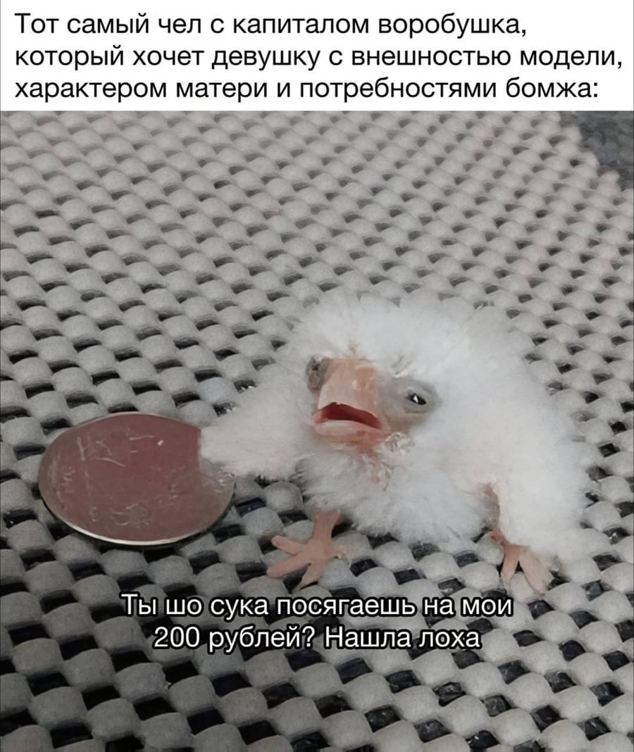 Тот самый чел с капиталом воробушка, который хочет девушку с внешностью модели, характером матери и потребностями бомжа: Ты чё сука посягаешь на мои
«200 рублей? Нашла лоха!