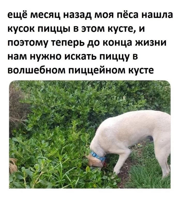 Ещё месяц назад моя пёсель нашла кусок пиццы в этом кусте, и поэтому теперь до конца жизни нам нужно искать пиццу в волшебном пиццейном кусте.
