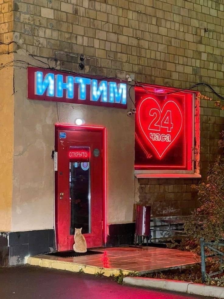 *Кот на пороге интим магазина*