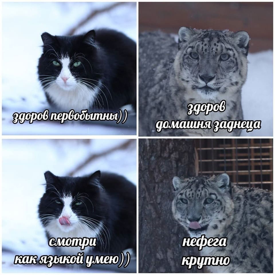 *Кошки*