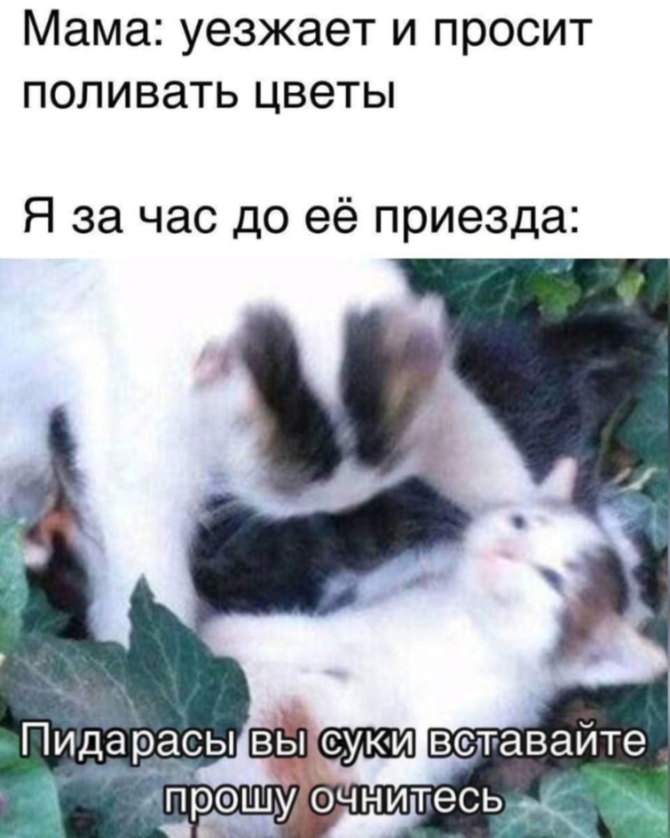 Мама: уезжает и просит поливать цветы
Я за час до её приезда: Пидарасы вы суки вставайте прошу!