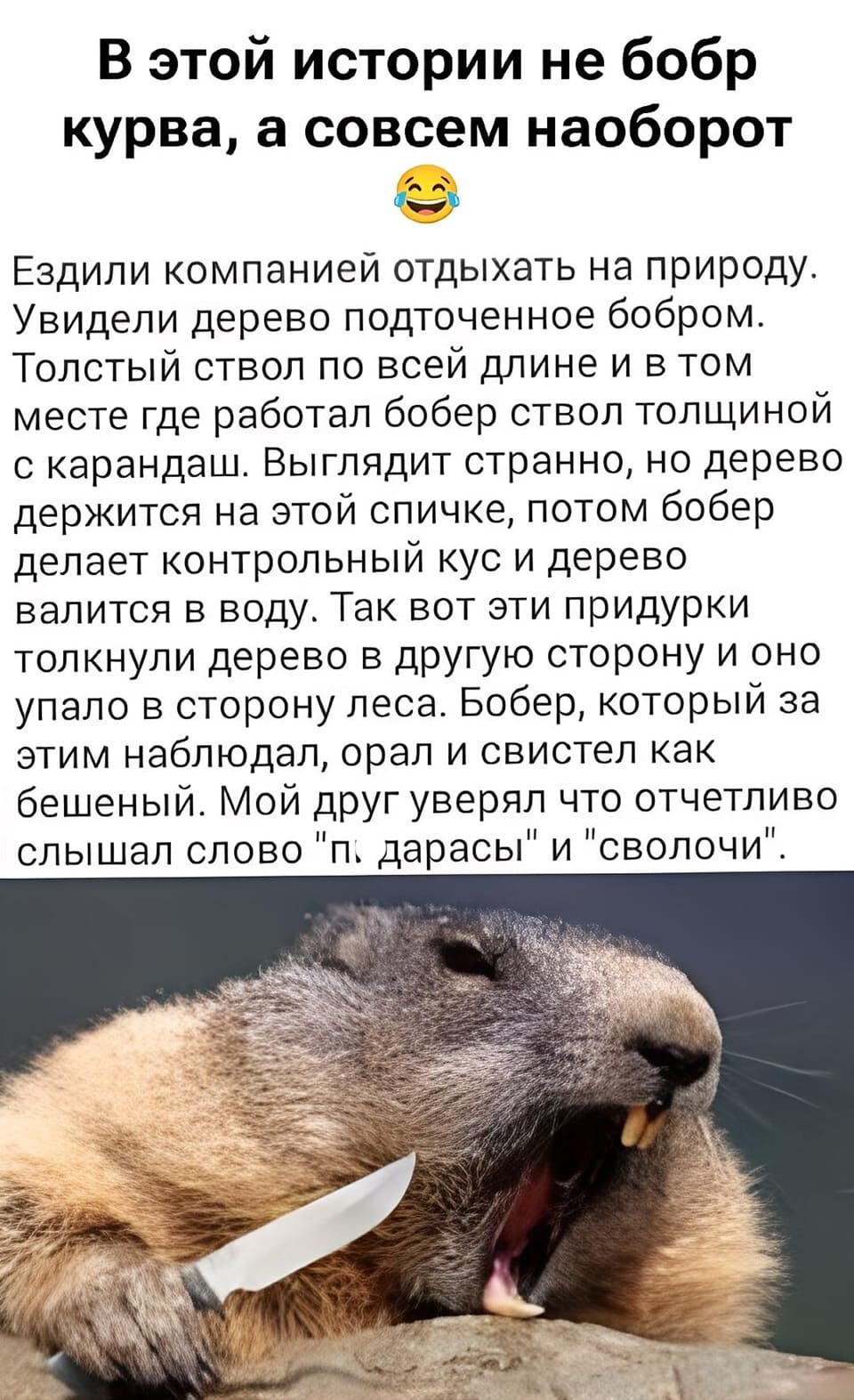 В этой истории не бобр курва, а совсем наоборот. Ездили компанией отдыхать на природу. Увидели дерево подточенное бобром. Толстый ствол по всей длине и в том месте где работал бобер ствол толщиной с карандаш. Выглядит странно, но дерево держится на этой спичке, потом бобер делает контрольный кус и дерево валится в воду. Так вот эти придурки толкнули дерево в другую сторону и оно упало в сторону леса. Бобёр, который за этим наблюдал, орал и свистел как бешеный. Мой друг уверял что отчётливо слышал слово пдарасы и сволочи.