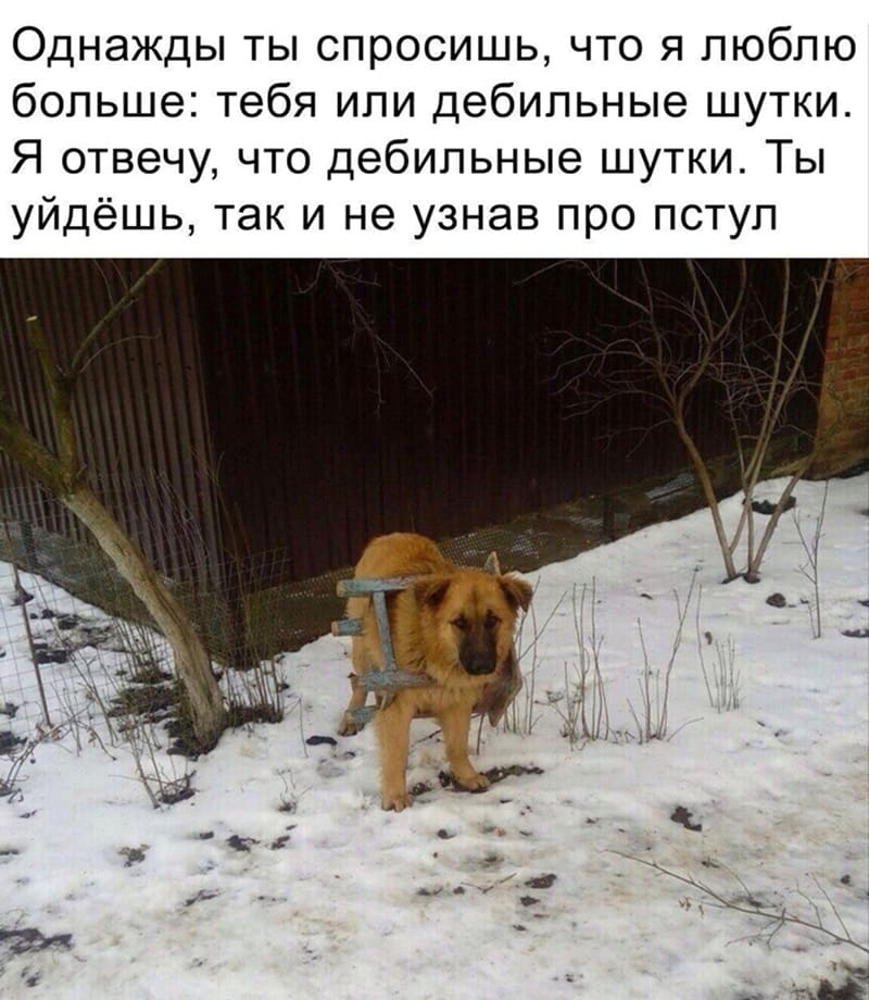 Однажды ты спросишь, что я люблю больше: тебя или дебильные шутки. Я отвечу, что дебильные шутки. Ты уйдёшь, так и не узнав про пстул.