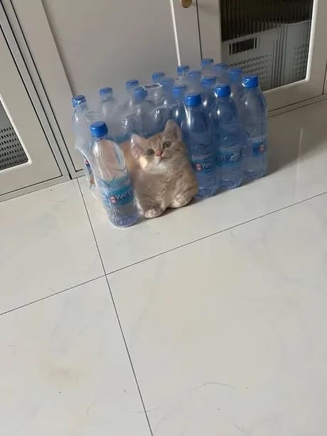 Ещё одно доказательство того, что коты — это жидкость.