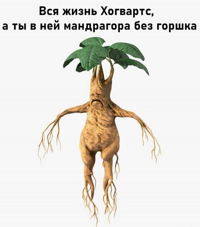 *Вся жизнь Хогвартс, а ты в ней мандрагора без горшка*