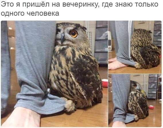 *Это я пришёл на вечеринку, где знаю только одного человека*