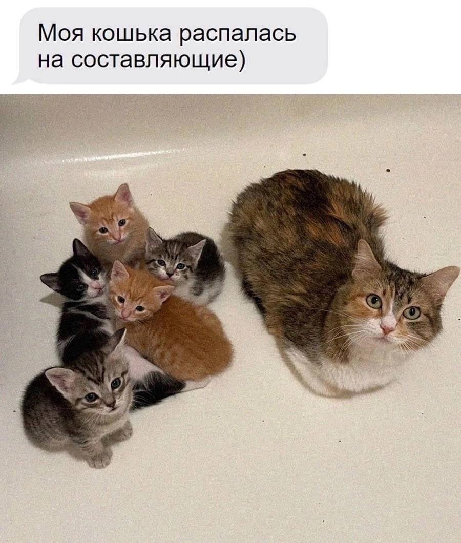 *Моя кошька распалась на составляющие*