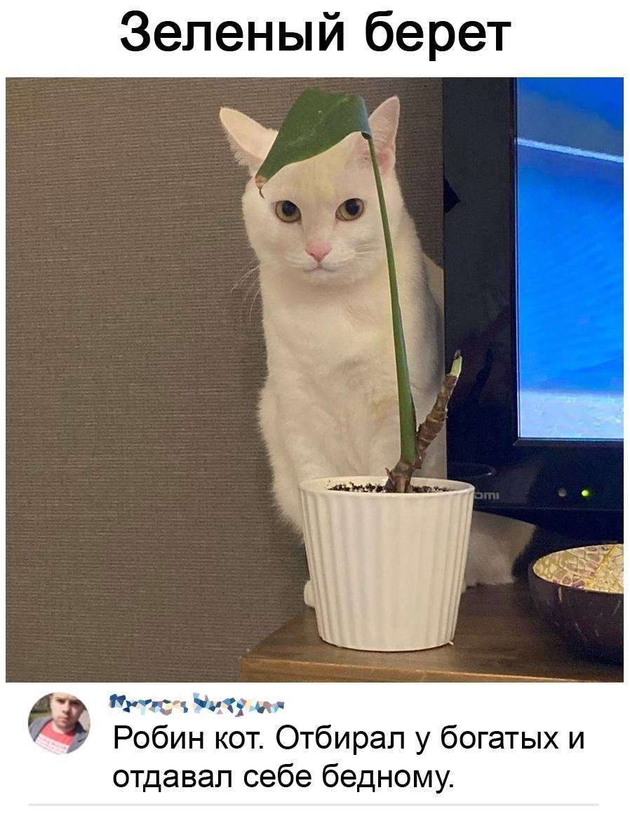 *Зелёный берет*
– Робин кот. Отбирал у богатых и отдавал себе бедному.