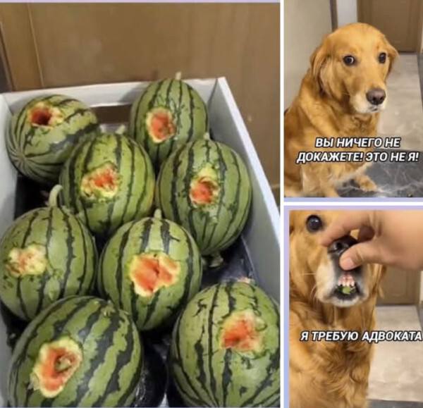 – Вы ничего не докажите! Это не я!
...
– Я требую адвоката!