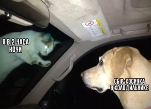 *Я в 2 часа ночи и Сыр-косичка в холодильнике*