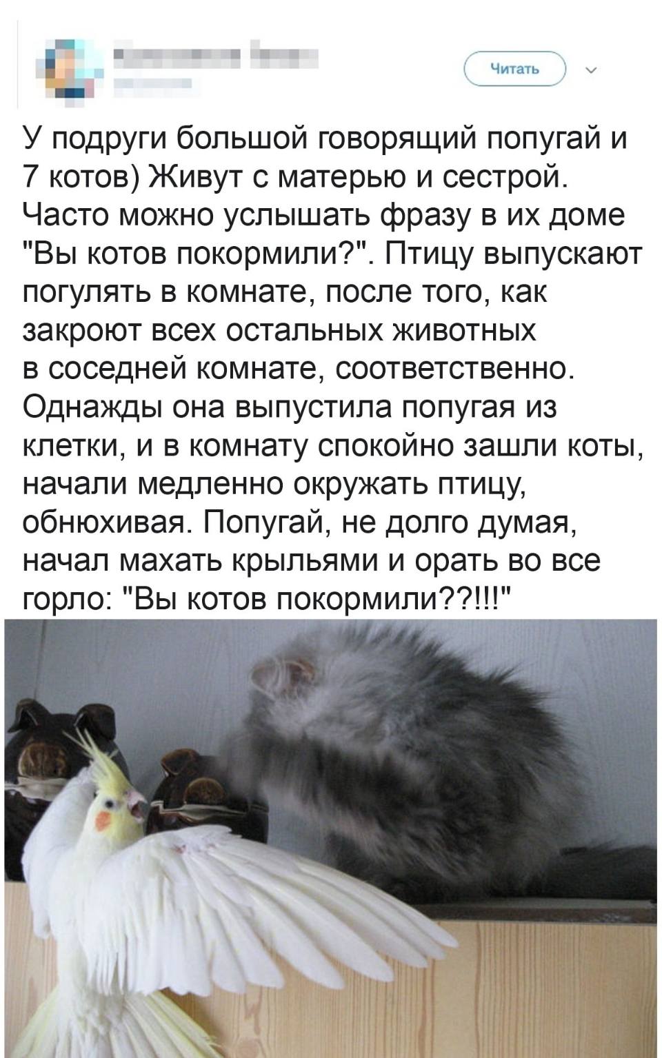 У подруги большой говорящий попугай и 7 котов) Живут с матерью и сестрой. Часто можно услышать фразу в их доме «Вы котов покормили?». Птицу выпускают погулять в комнате, после того, как закроют всех остальных животных в соседней комнате, соответственно. Однажды она выпустила попугая из клетки, и в комнату спокойно зашли коты, начали медленно окружать птицу, обнюхивая. Попугай, не долго думая, начал махать крыльями и орать во всё горло: «Вы котов покормили??!!!»