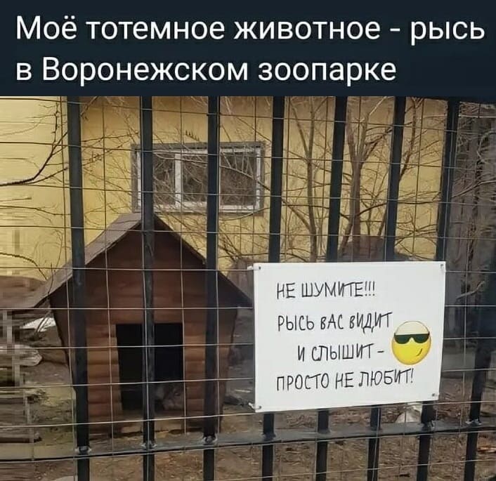 *Моё тотемное животное — рысь в Воронежском зоопарке*
«Не шумите!!! Рысь Вас видит и слышит – просто не любит.»