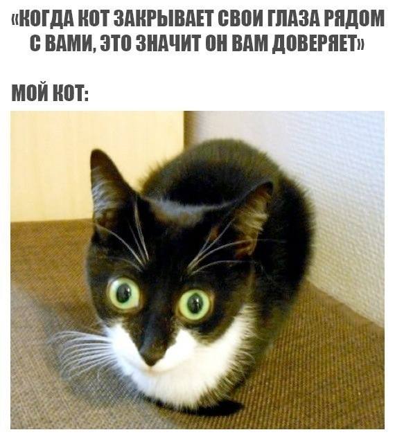 «КОГДА КОТ ЗАКРЫВАЕТ СВОИ ГЛАЗА РЯДОМ С ВАМИ, ЭТО ЗНАЧИТ ОН ВАМ ДОВЕРЯЕТ»
*Мой кот*