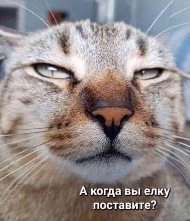 Мысли кота:
– А когда вы елку поставите?