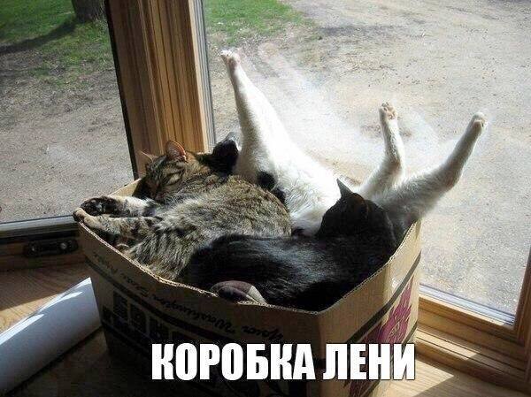 *КОРОБКА ЛЕНИ*