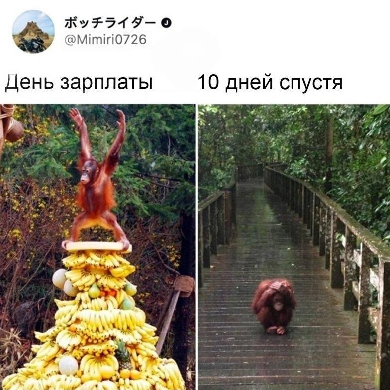 *День зарплаты*
*10 дней спустя*