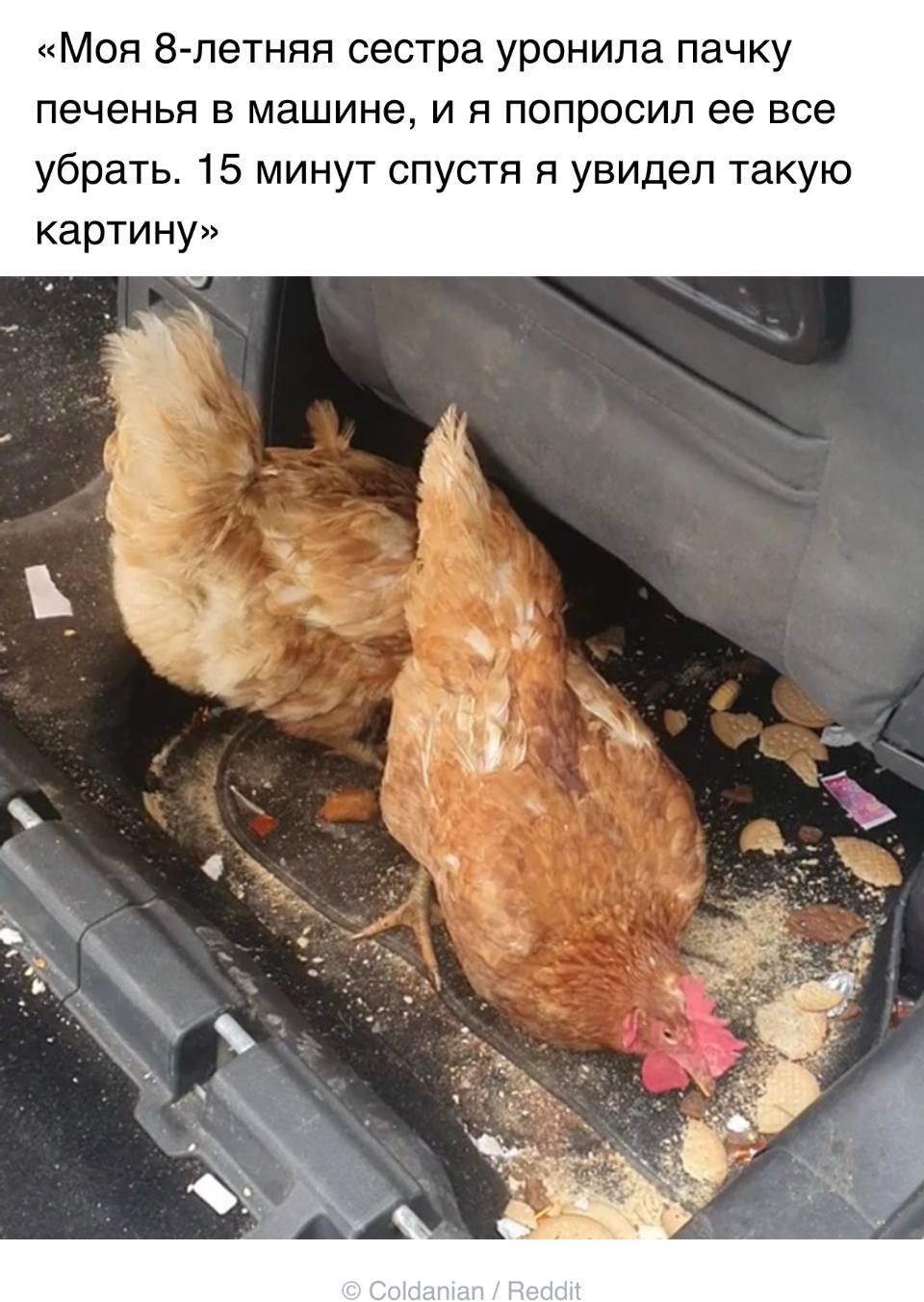 «Моя 8-летняя сестра уронила пачку печенья в машине, и я попросил ее все y6paTb. 15 минут спустя я увидел такую картину»