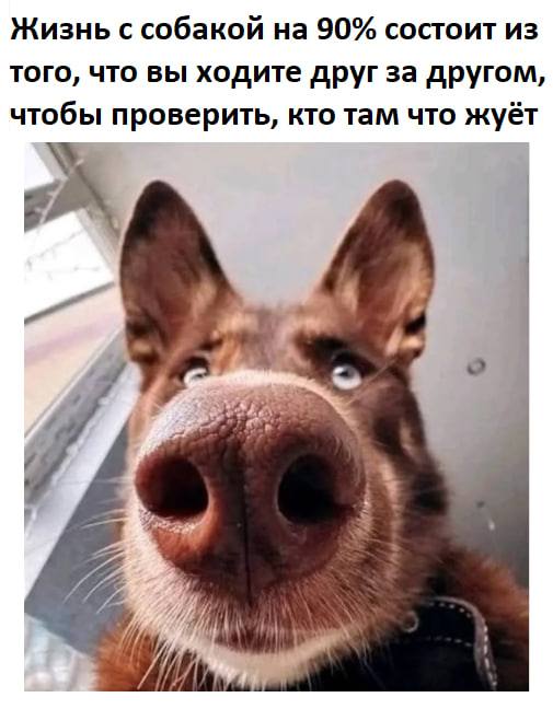 *Жизнь с собакой на 90% состоит из того, что вы ходите друг за другом, чтобы проверить, кто там что жуёт*