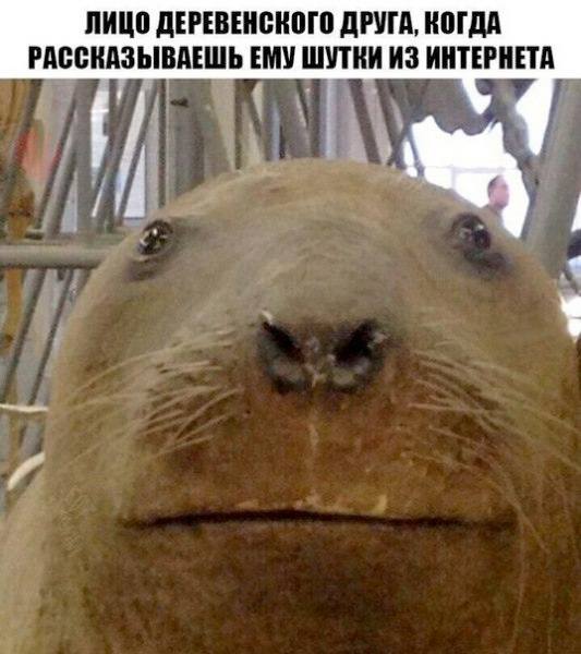 *ЛИЦО ДЕРЕВЕНСКОГО ДРУГА, КОГДА РАССКАЗЫВАЕШЬ ЕМУ ШУТКИ ИЗ ИНТЕРНЕТА*