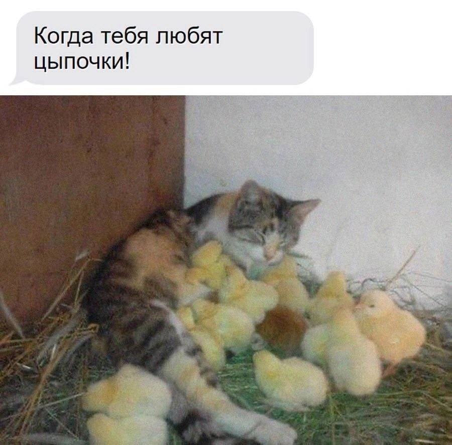 *Когда тебя любят цыпочки!*