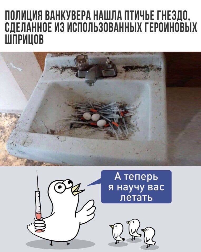 *ПОЛИЦИЯ ВАНКУВЕРА НАШЛА ПТИЧЬЕ ГНЕЗДО, СДЕЛАННОЕ ИЗ ИСПОЛЬЗОВАННЫХ ГЕРОИНОВЫХ ШПРИЦОВ*