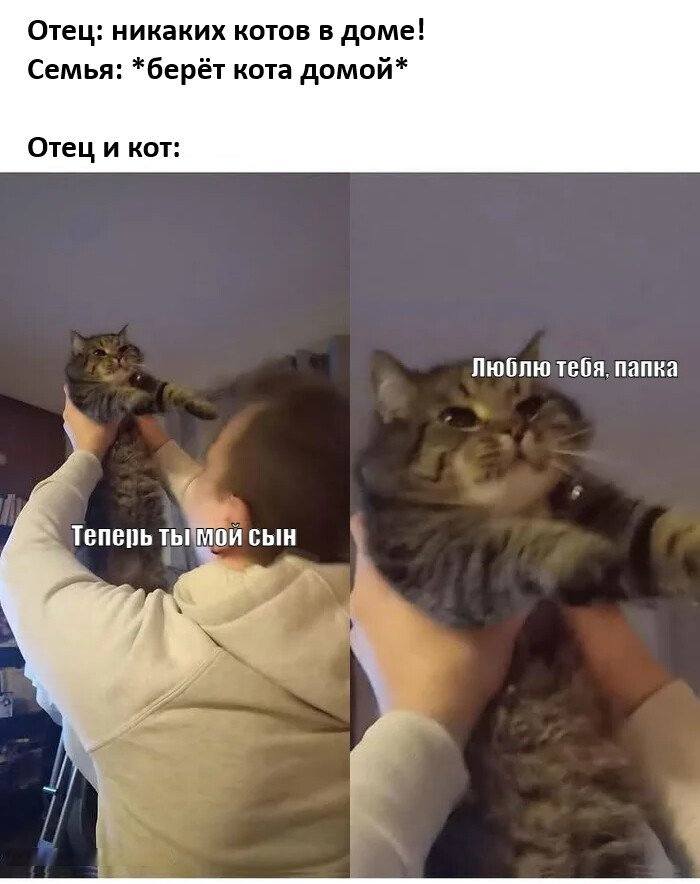 Отец: никаких котов в доме!
Семья: *берёт кота домой*
Отец и кот:
– Люблю тебя. Папка.