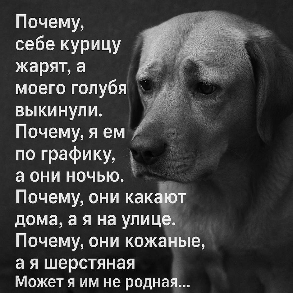 Собачьи мысли: Почему, себе курицу жарят, а моего голубя выкинули. Почему, я ем по графику, а они ночью. Почему, они какают дома, а я на улице. Почему, они кожаные, а я шерстяная. Может я им не родная...