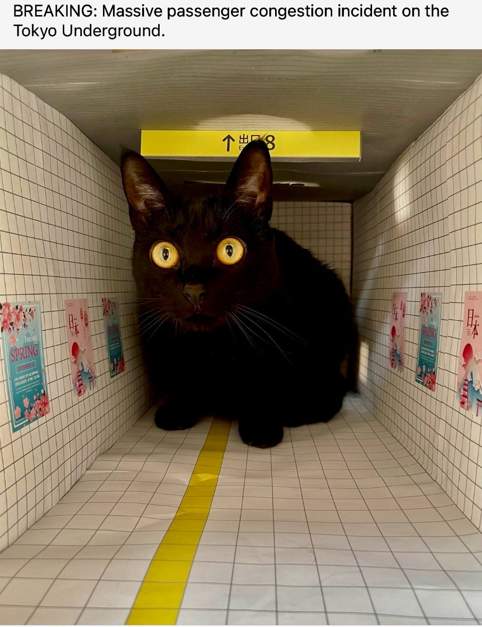 BREAKING: Massive passenger congestion incident on the Tokyo Underground.
Срочно в номер: произошёл значительный затор пассажиров в токийском метро.