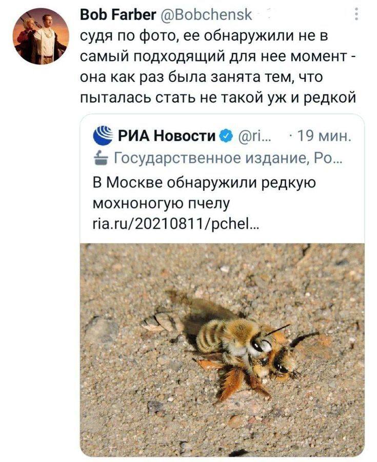 Судя по фото, её обнаружили не в самый подходящий для нее момент – она как раз была занята тем, что пыталась стать не такой уж и редкой.
РИА Новости • 19 мин.
В Москве обнаружили редкую мохноногую пчелу