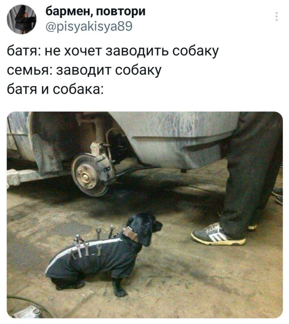 Батя: *не хочет заводить собаку*
Семья: *заводит собаку*
*Батя и собака*