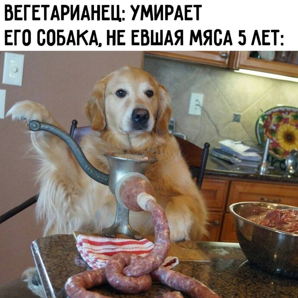 ВЕГЕТАРИАНЕЦ: *УМИРАЕТ*
*ЕГО СОБАКА, НЕ ЕВШАЯ МЯСА 5 ЛЕТ*