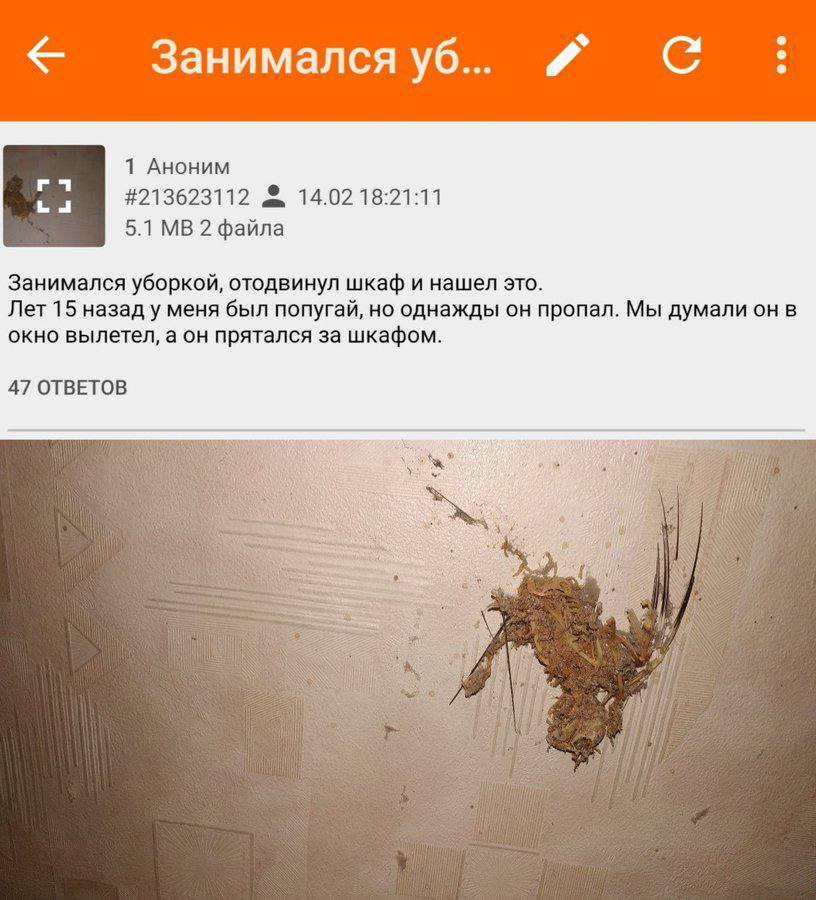 1 Аноним
#213623112 & 14.02 18:21:11
5.1 МВ 2 файла
Занимался уборкой, отодвинул шкаф и нашел это. Лет 15 назад у меня был попугай, но однажды он пропал. Мы думали он в окно вылетел, а он прятался за шкафом.