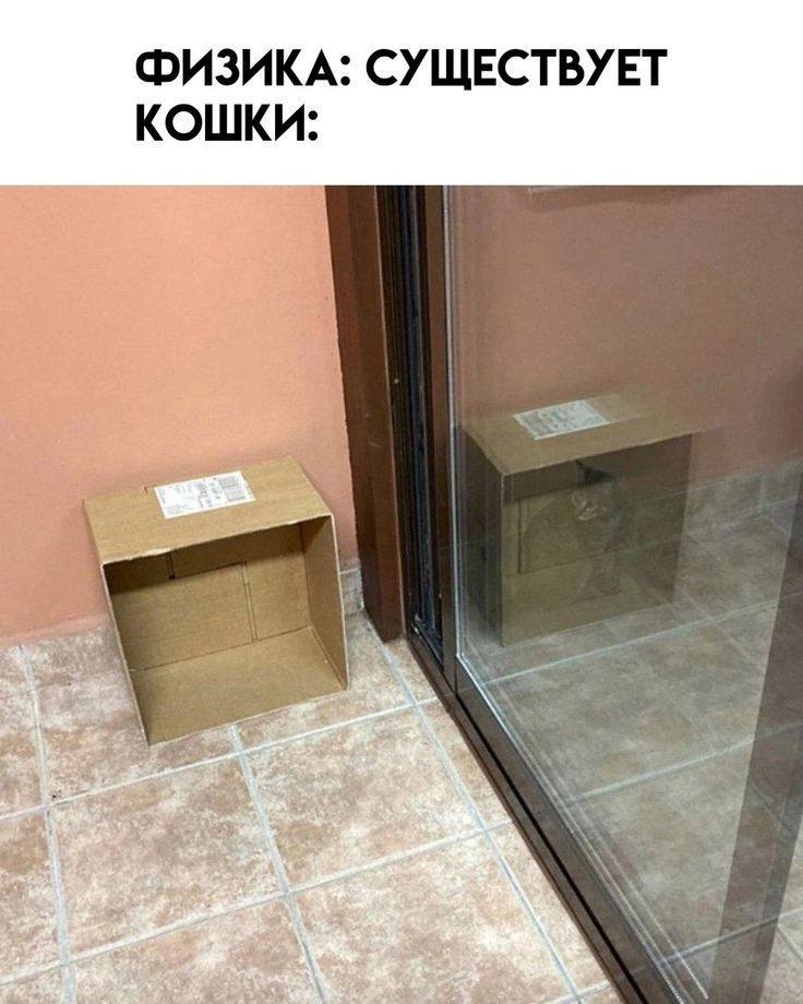 ФИЗИКА: СУЩЕСТВУЕТ
КОШКИ: