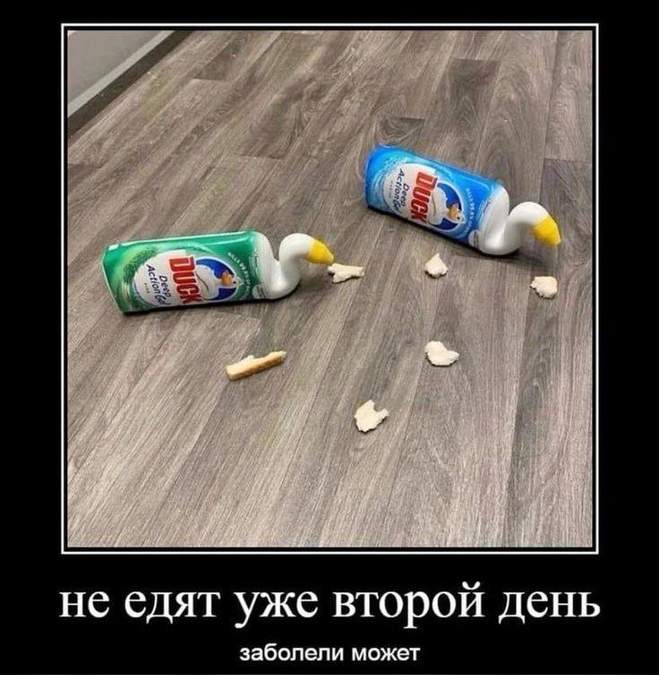 Не едят уже второй день. Заболели может?