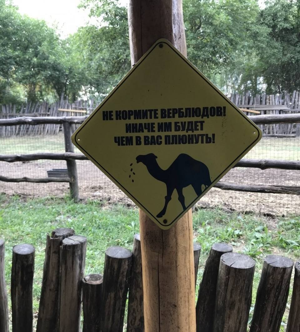 НЕ КОРМИТЕ ВЕРБЛЮДОВ! ИНАЧЕ ИМ БУДЕТ ЧЕМ В ВАС ПЛЮНУТЬ!