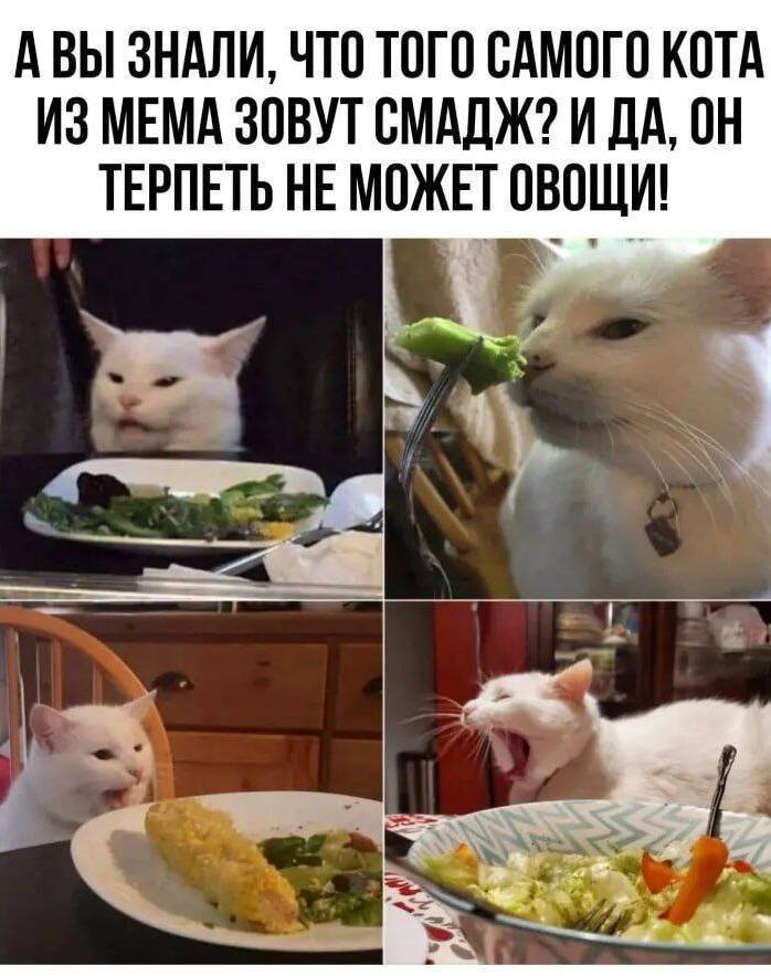 *АВЫ ЗНАЛИ, ЧТО ТОГО САМОГО КОТА ИЗ МЕМА ЗОВУТ СМАДЖ? И ДА, ОН ТЕРПЕТЬ НЕ МОЖЕТ ОВОЩИ!*