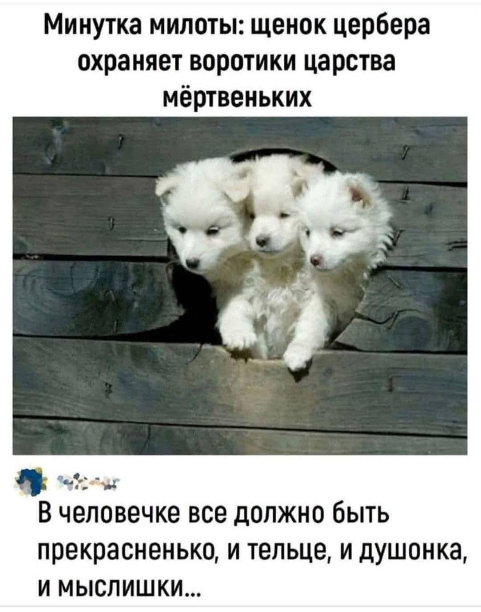 *Минутка милоты: щенок цербера охраняет воротики царства мёртвеньких*
– В человечке все должно быть прекрасненько, и тельце, и душонка, и мыслишки...
