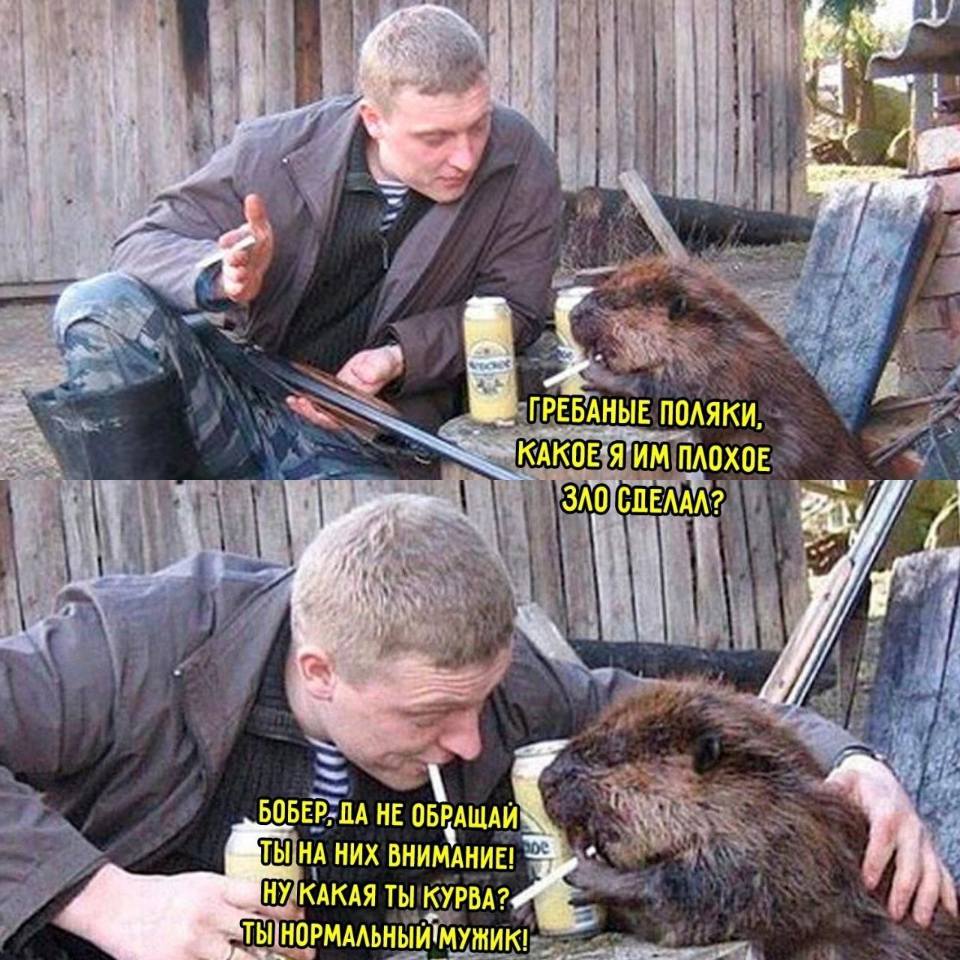– Грёбаные поляки, какое я им плохое зло сделал?
– Бобер, да не обращай ты на них внимания! Ну какая ты курва? Ты нормальный мужик!