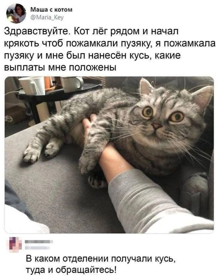 – Здравствуйте. Кот лёг рядом и начал крякоть чтоб пожамкали пузяку, я пожамкала пузяку и мне был нанесён кусь, какие выплаты мне положены.
– B каком отделении получали кусь, туда и обращайтесь!