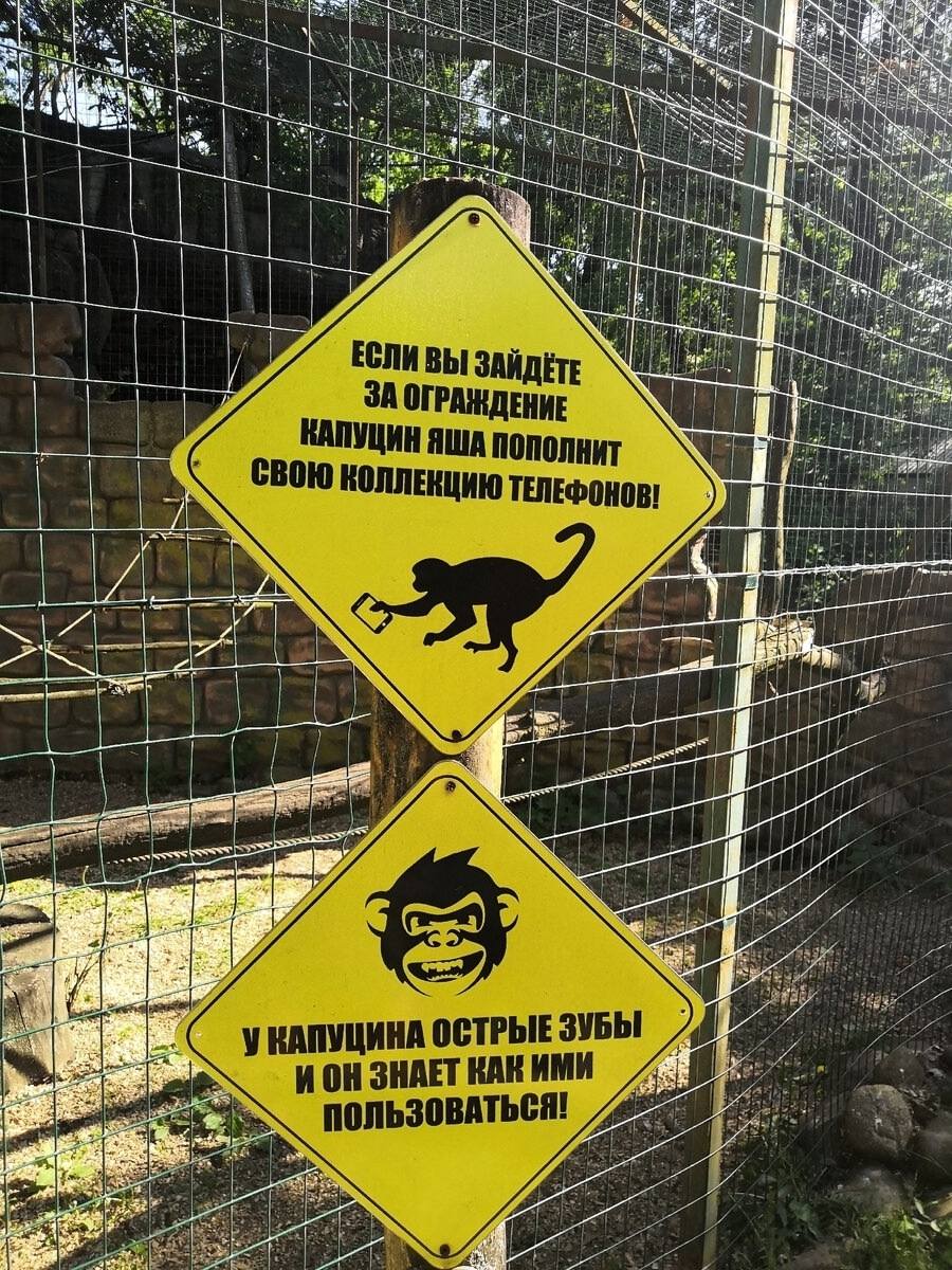 Если вы зайдёте за ограждение капуцин Яша пополнит свою коллекцию смартфонов!
У капуцина острые зубы и он знает как ими пользоваться!
