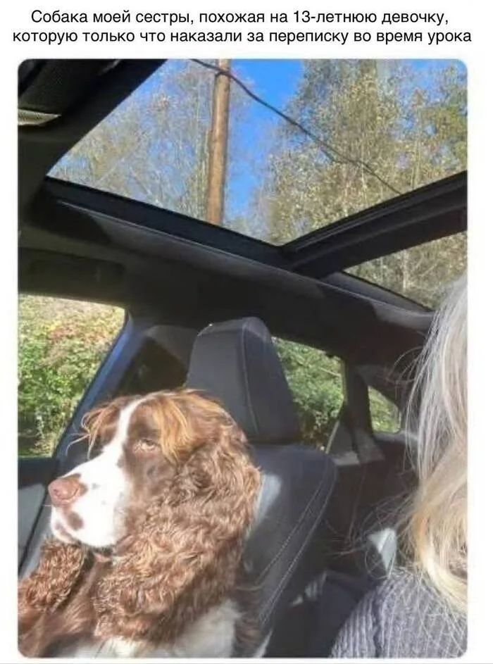 *Собака моей сестры, похожая на 13-летнюю девочку, которую только что наказали за переписку во время урока*