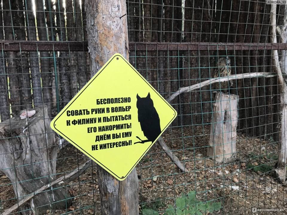 Бесполезно совать руки в вольер к филину и пытаться его накормить! Днём вы ему не интересны!