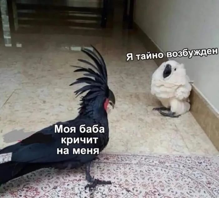 *Моя баба кричит на меня*
*Я тайно возбужден*