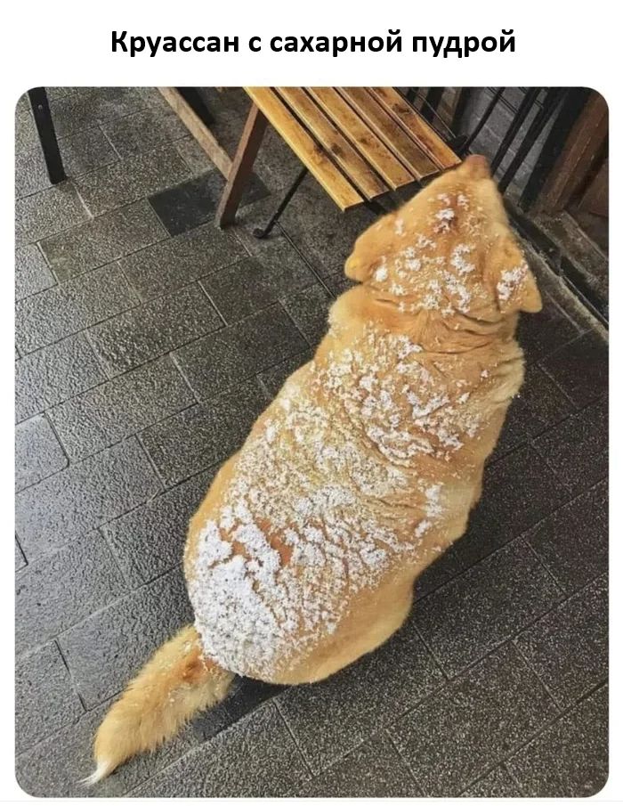 *Круассан с сахарной пудрой*